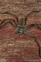 Holconia_flavida_F0565_Z_78_Carnavon_Australie