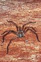 Holconia_flavida_RF0223_O_82_Carnavon_Australie
