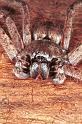 Holconia_flavida_RF0225_O_82_Carnavon_Australie