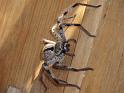 Holconia_immanis_D6332_Z_88_Brisbane_Australie