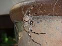 Holconia_immanis_D6333_Z_90_Brisbane_Australie