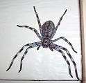 Holconia_insignis_D3315_Z_80_-_Australie