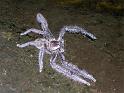 Holconia_insignis_D4351_Z_75_Healesville_Australie