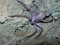Holconia_vasta_D3838_Z_90_Gosford_Australie