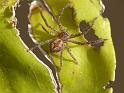Isopedella_victorialis_D6528_Z_90_Brisbane_Australie