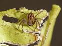Isopedella_victorialis_D6529_Z_89_Brisbane_Australie