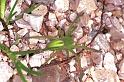 Micrommata_virescens_F0953_Z_80_Colombey-les-Belles_Frankrijk