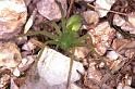 Micrommata_virescens_F0954_Z_80_Colombey-les-Belles_Frankrijk