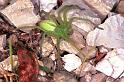 Micrommata_virescens_F0956_Z_79_Colombey-les-Belles_Frankrijk