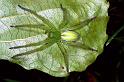 Micrommata_virescens_F0957_Z_78_Colombey-les-Belles_Frankrijk