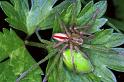 Micrommata_virescens_F1216_Z_81_Laprade_Frankrijk
