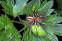 Micrommata_virescens_F1217_Z_81_Laprade_Frankrijk