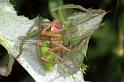Micrommata_virescens_F1219_Z_75_Laprade_Frankrijk