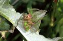 Micrommata_virescens_F1220_Z_78_Laprade_Frankrijk