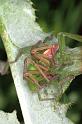 Micrommata_virescens_F1221_Z_82_Laprade_Frankrijk