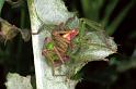 Micrommata_virescens_F1222_Z_82_Laprade_Frankrijk