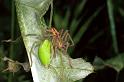 Micrommata_virescens_F1223_Z_85_Laprade_Frankrijk