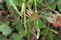 Micrommata_virescens_F1224_Z_86_Laprade_Frankrijk