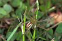Micrommata_virescens_F1225_Z_82_Laprade_Frankrijk