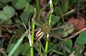 Micrommata_virescens_F1226_Z_83_Laprade_Frankrijk
