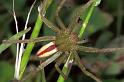 Micrommata_virescens_F1227_Z_83_Laprade_Frankrijk