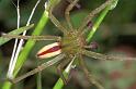 Micrommata_virescens_F1228_Z_83_Laprade_Frankrijk