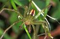 Micrommata_virescens_F1229_Z_82_Laprade_Frankrijk