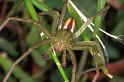 Micrommata_virescens_F1230_Z_82_Laprade_Frankrijk