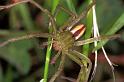 Micrommata_virescens_F1231_Z_83_Laprade_Frankrijk