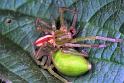 Micrommata_virescens_F1251_Z_85_Laprade_Frankrijk
