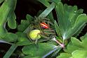 Micrommata_virescens_F1278_Z_78_Laprade_Frankrijk