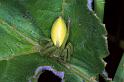 Micrommata_virescens_F1281_Z_82_Laprade_Frankrijk