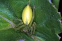 Micrommata_virescens_F1282_Z_82_Laprade_Frankrijk