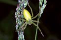 Micrommata_virescens_F1283_Z_84_Laprade_Frankrijk