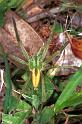 Micrommata_virescens_F1305_Z_83_Laprade_Frankrijk