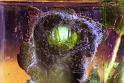 Micrommata_virescens_F1433_Z_75_Badhoevedorp_Nederland