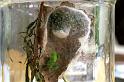 Micrommata_virescens_F1435_Z_75_Badhoevedorp_Nederland
