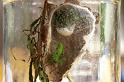 Micrommata_virescens_F1436_Z_80_Badhoevedorp_Nederland