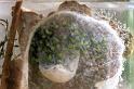 Micrommata_virescens_F1437_Z_75_Badhoevedorp_Nederland
