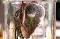 Micrommata_virescens_F1439_Z_80_Badhoevedorp_Nederland