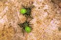 Micrommata_virescens_F1469_Z_87_Badhoevedorp_Nederland