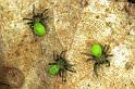 Micrommata_virescens_F1470_Z_87_Badhoevedorp_Nederland