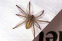 Micrommata_virescens_F1488_Z_85_Badhoevedorp_Nederland