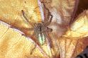 Micrommata_virescens_F1490_Z_82_Badhoevedorp_Nederland