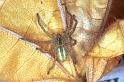 Micrommata_virescens_F1491_Z_83_Badhoevedorp_Nederland