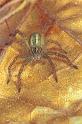 Micrommata_virescens_F1492_Z_90_Badhoevedorp_Nederland
