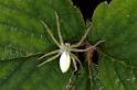 Micrommata_virescens_F1494_Z_78_Badhoevedorp_Nederland