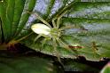 Micrommata_virescens_F1496_Z_78_Badhoevedorp_Nederland