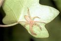 Micrommata_virescens_F1497_Z_85_Badhoevedorp_Nederland