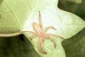 Micrommata_virescens_F1498_Z_85_Badhoevedorp_Nederland